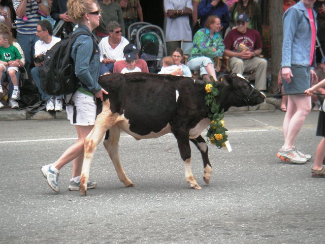 Strolling of the Heifers, 7Jun08